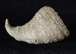 Placosmilia vidali (MALLADA 1892) - Bild © FossNet FossilienStore